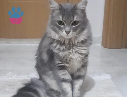 Arthur beye aşıları tam ve sağlıklı gelin arıyoruz