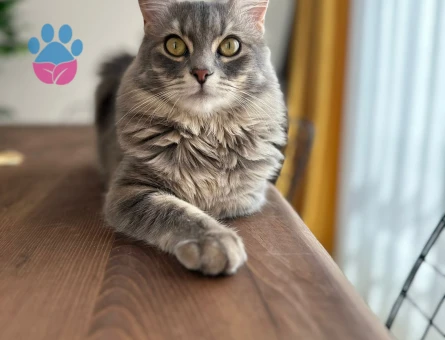 Arthur beye aşıları tam ve sağlıklı gelin arıyoruz