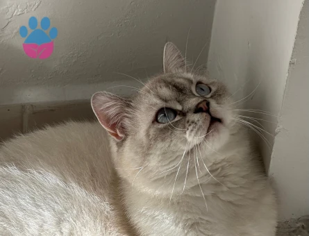 British Shorthair 1.5 Yaşında Kedim Eş Arıyor