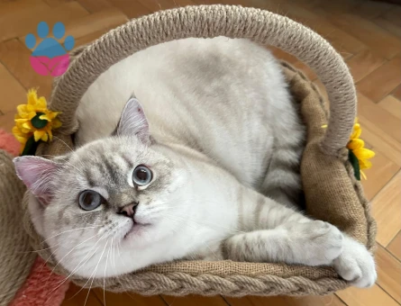 British Shorthair 1.5 Yaşında Kedim Eş Arıyor