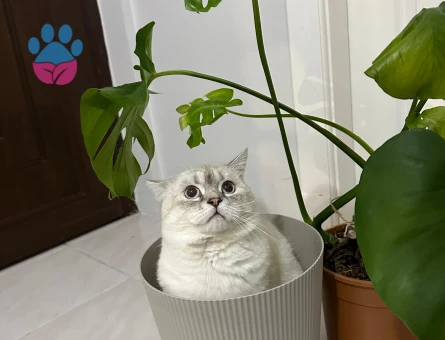 British Shorthair 1.5 Yaşında Kedim Eş Arıyor