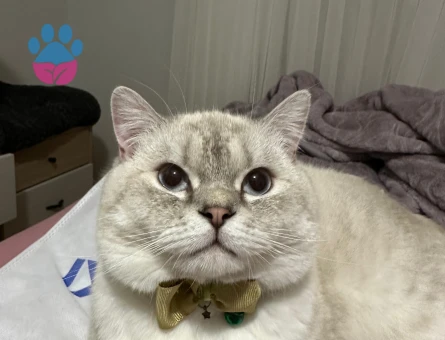British Shorthair 1.5 Yaşında Kedim Eş Arıyor