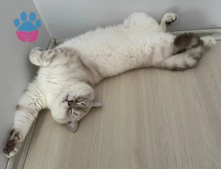 British Shorthair 1.5 Yaşında Kedim Eş Arıyor