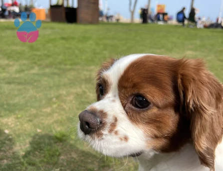 3 yaşında cavalier king charles
