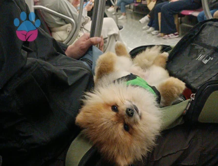 Kız arkadaş arıyorum