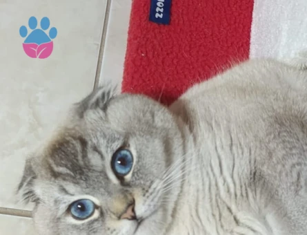 Oğlum TOSPİK e eş arıyorum