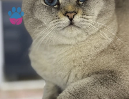 Oğlum TOSPİK e eş arıyorum