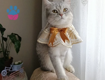 1 Yaşında British Shorthair Kedim Eş Arıyor