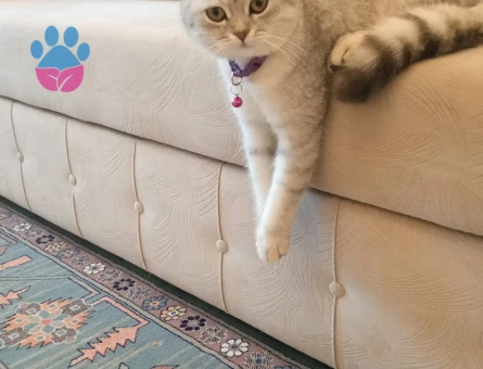 1 Yaşında British Shorthair Kedim Eş Arıyor