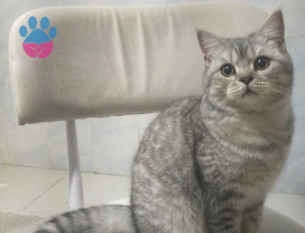 British shorthair silver 1 Yaşında Eş Arıyor