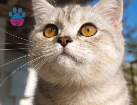 British shorthair silver 1 Yaşında Eş Arıyor