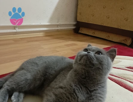british shorthair erkek eşit arıyorum