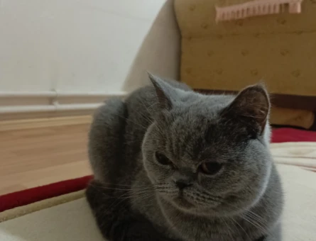british shorthair erkek eşit arıyorum - 118983947
