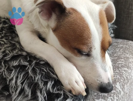 3 Yaşında jack russell Eş Arıyor