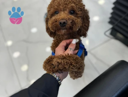 Toy Poodle cinsi oğluma eş arıyorum