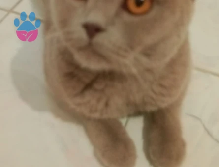 British SHorthair 1 Yaşında Eş Arıyor