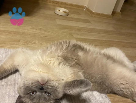 Blue Point Oğlumuza Eş Arıyoruz 1 Yaşında