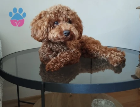 Ciflestirmek istiyorum