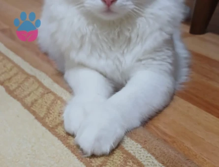 Oğluma eş arıyorum.