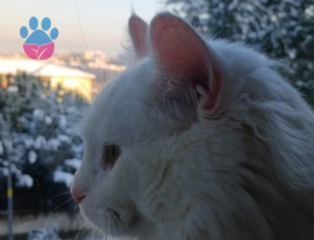 Oğluma eş arıyorum.