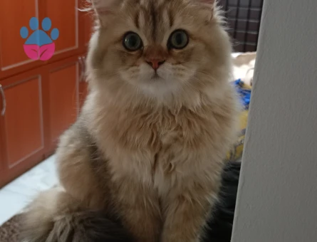 10 Aylık British longhair Kedim Eş Arıyor - 118984273
