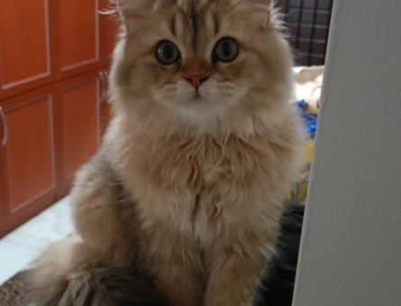10 Aylık British longhair Kedim Eş Arıyor - 118984273