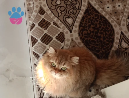 10 Aylık British longhair Kedim Eş Arıyor