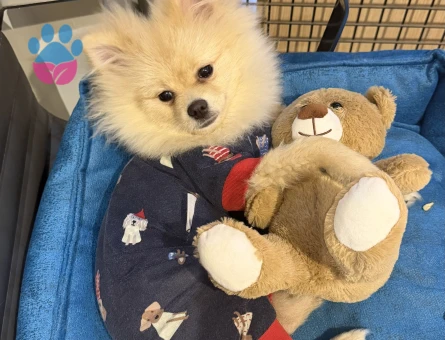 Pomeranian Köpeğimiz için Eş arıyoruz - 118984274