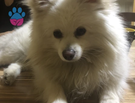 Pomerang fox face