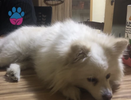 Pomerang fox face - 118984275