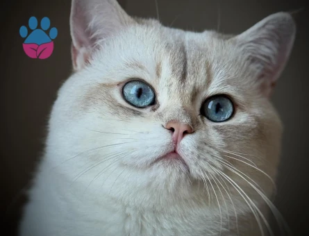 British Golden BY25 33 oğlumuza eş arıyoruz