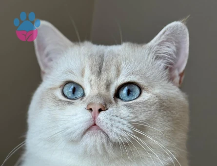 British Golden BY25 33 oğlumuza eş arıyoruz