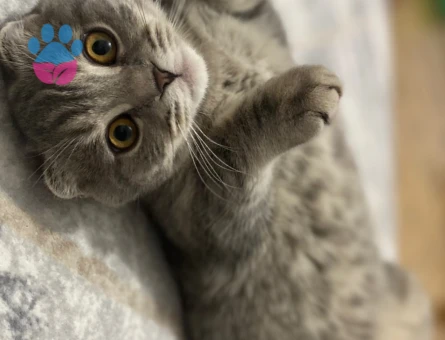 Kızımıza eş arıyoruz