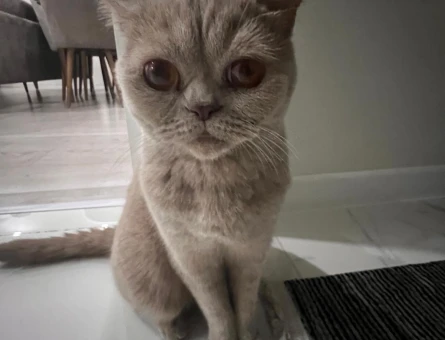 1 Yaşında British Shorthair Eş Aranıyor - 118984567
