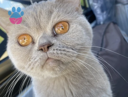 1 Yaşında British Shorthair Eş Aranıyor