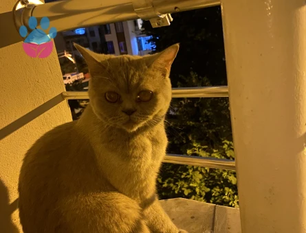1 Yaşında British Shorthair Eş Aranıyor