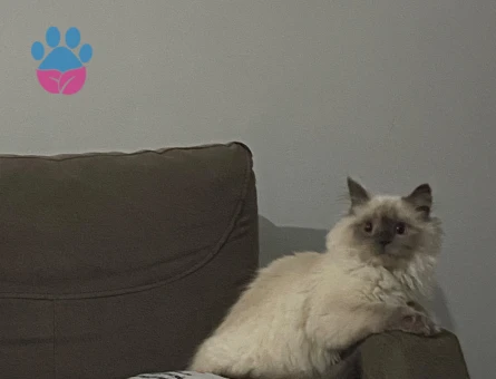 british long hair blue point eş arıyoruz