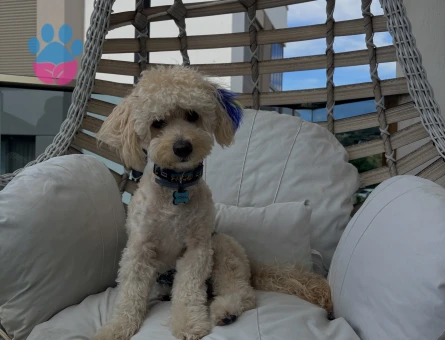 Maltipoo Simba Çiftleşme İlanı