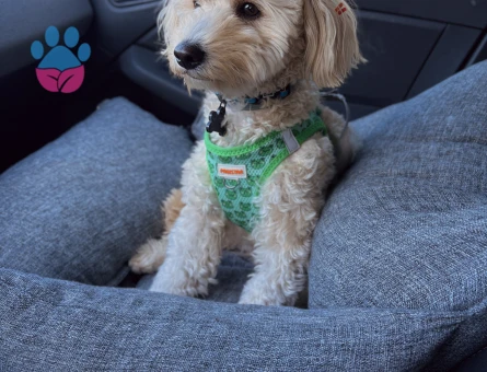 Maltipoo Simba Çiftleşme İlanı
