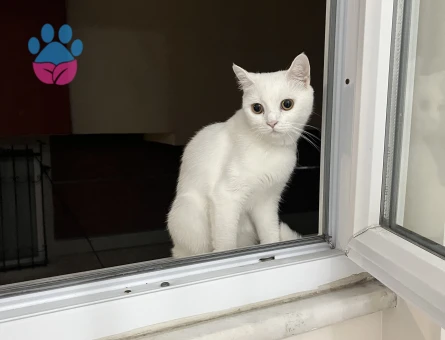 British Shorthair Kedime Erkek Eş arıyorum