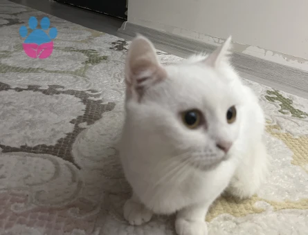 British Shorthair Kedime Erkek Eş arıyorum