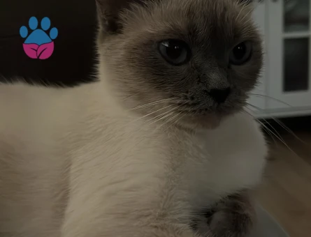 British Shorthair 1 Yaşında - 118984571
