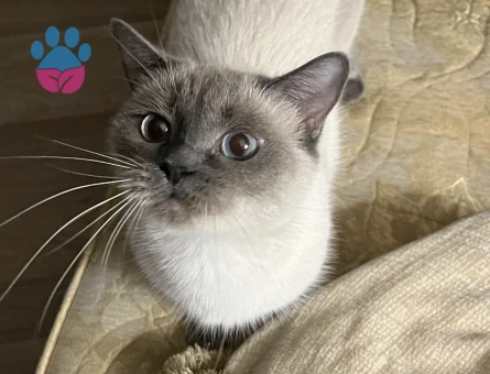 British Shorthair 1 Yaşında