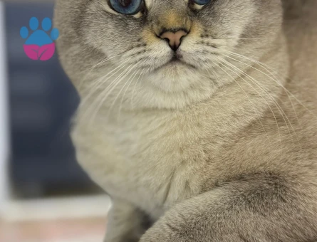 Scottish Fold 1 Yaşında Eş Arıyor