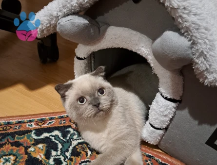British Shorthair Kızıma Eş Arıyorum