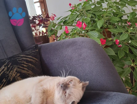 British Shorthair Kızıma Eş Arıyorum