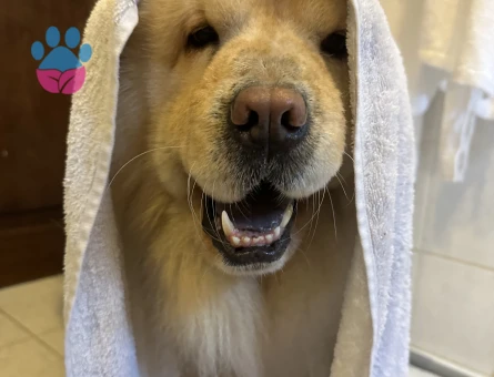 Chow Chow 3 Yaşında Eş Arıyorum