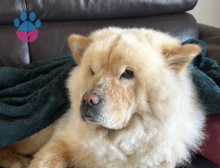 Chow Chow 3 Yaşında Eş Arıyorum