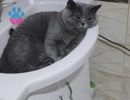British Shorthair Kedime eş arıyorum