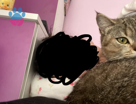 British Shorthair 1 Yaşında Acil Eş Arıyor